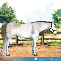 Horse Color:White Spotted Liver Red Dun Splash Tobiano 