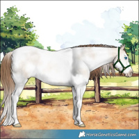 Horse Color:Liver Red Dun Roan Pearl Splash Tobiano Frame 