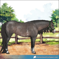 Horse Color:Platinum Liver Chestnut Sabino 