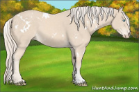 Horse Color:White Spotted Cremello 
