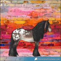 Horse Color:Brown Dun Appaloosa 