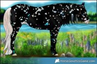 Horse Color:Plaid Chocolate Palomino Onyx Sabino