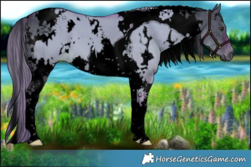 Horse Color:Void Watercolor White Spotted Liver Red Dun Tobiano