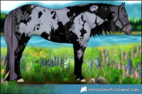 Horse Color:Void Watercolor White Spotted Liver Red Dun Tobiano