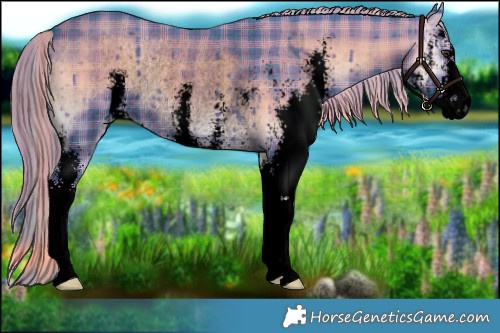 Horse Color:Void Watercolor Plaid Liver Red Onyx Sabino Rabicano