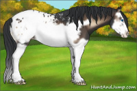Horse Color:Brown Onyx Splash Frame Appaloosa 