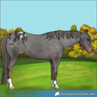 Horse Color:Liver Chestnut Appaloosa 