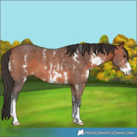 Horse Color:Bay Sabino 