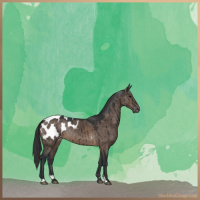Horse Color:Brown Dun Sabino Appaloosa Brindle 