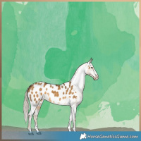 Horse Color:Chocolate Palomino Dun Near Leopard 