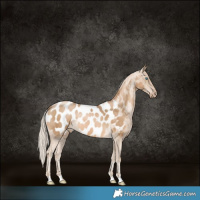 Horse Color:Chocolate Palomino Pearl Blanket 