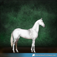 Horse Color:Gray Chocolate Palomino Tobiano 