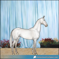 Horse Color:Gray Silver Buckskin Pearl Dun Appaloosa Brindle