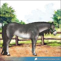 Horse Color:Platinum Liver Chestnut Sabino Rabicano 