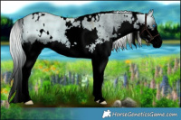 Horse Color:Void Watercolor Plaid  White Spotted Chocolate Palomino Dun Splash 