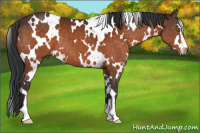 Horse Color:White Spotted Brown Sabino