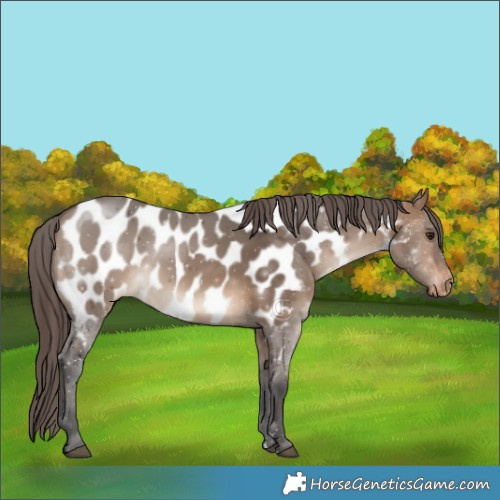 Horse Color:Brown Dun Appaloosa 