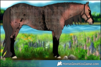 Horse Color:Void Plaid  White Spotted Liver Red Dun Roan Rabicano Brindle 