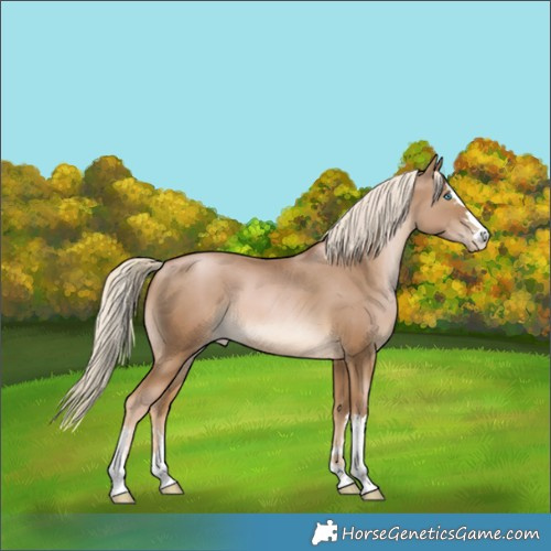 Horse Color:Chocolate Palomino Pearl 