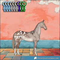 Horse Color:Liver Red Dun Appaloosa 