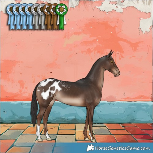 Horse Color:Liver Chestnut Appaloosa 