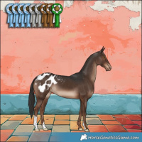 Horse Color:Liver Chestnut Appaloosa 