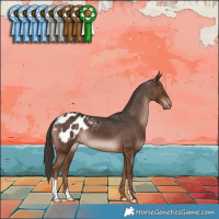 Horse Color:Liver Chestnut Appaloosa 