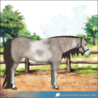 Horse Color:White Spotted Liver Red Dun 