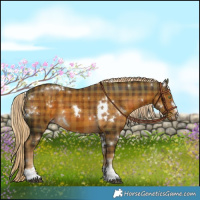 Horse Color:Plaid  White Spotted Chocolate Palomino 