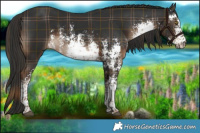 Horse Color:Plaid  White Spotted Liver Chestnut Sabino 