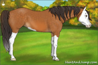 Horse Color:Buckskin Splash 