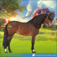 Horse Color:Bay 