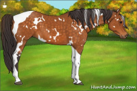 Horse Color:White Spotted Buckskin Tobiano 