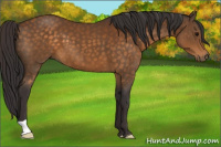 Horse Color:Buckskin 