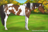 Horse Color:White Spotted Buckskin Tobiano 