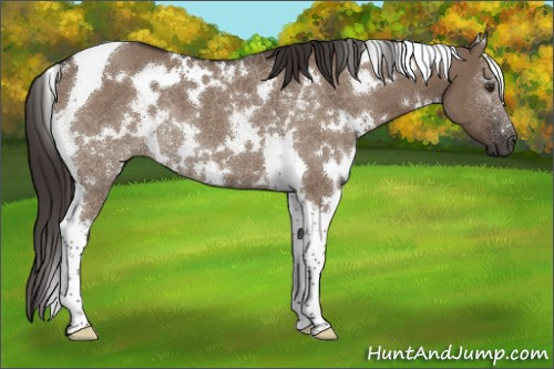 Horse Color:White Spotted Liver Red Dun Tobiano Rabicano 
