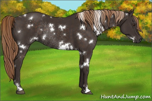 Horse Color:White Spotted Liver Chestnut Rabicano 