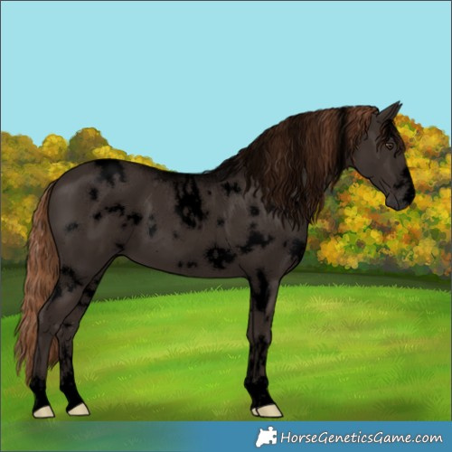 Horse Color:Void White Spotted Liver Chestnut 