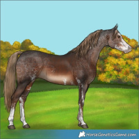 Horse Color:Liver Chestnut Sabino Rabicano 