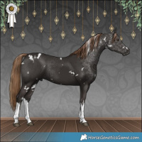 Horse Color:White Spotted Liver Chestnut Rabicano 