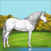 Horse Color:Gray Smoky Grullo Ice Tobiano Brindle 