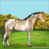 Horse Color:Buckskin Dun Tobiano Appaloosa Brindle 