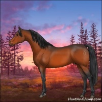Horse Color:Brown 