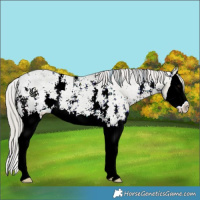 Horse Color:Silver Grullo Ice Sabino Splash Appaloosa 