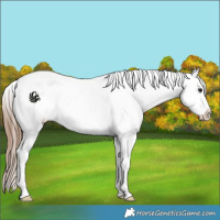 Horse Color:Grullo Ice Pearl Appaloosa 