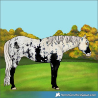 Horse Color:Silver Grullo Ice Pearl Sabino 