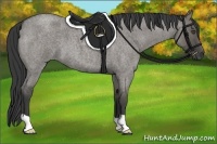 Horse Color:Grullo Roan 