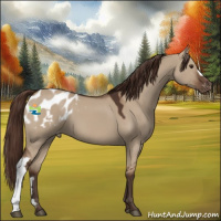 Horse Color:Liver Red Dun Appaloosa 