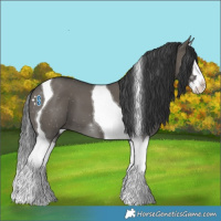 Horse Color:Grullo Splash Tobiano 