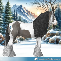 Horse Color:Grullo Splash Tobiano 